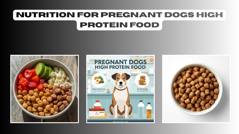 nutrition for pregnant dogs high protein food