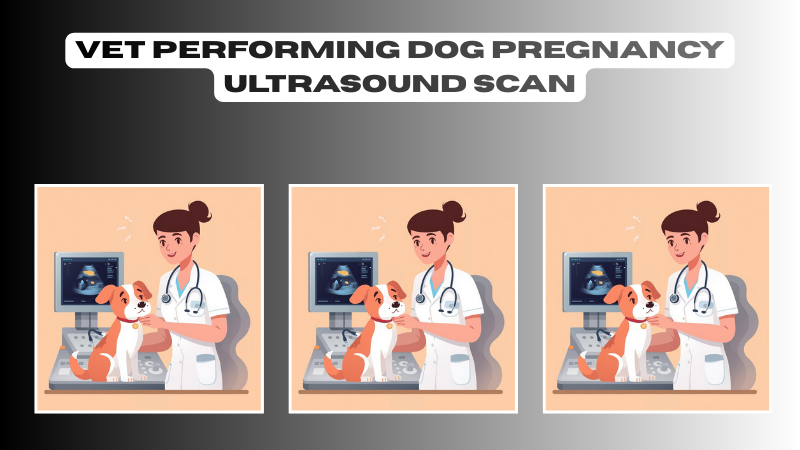vet performing dog pregnancy ultrasound scan